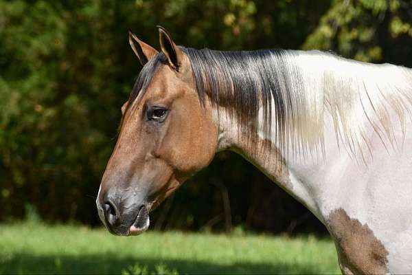 dun-paint-gelding