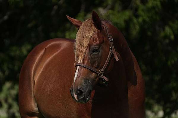 athletic-quarter-horse