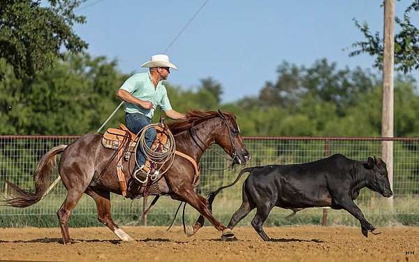 athletic-quarter-horse