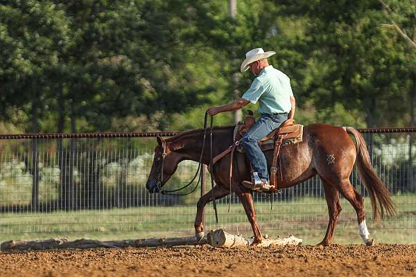 calf-roping-quarter-horse