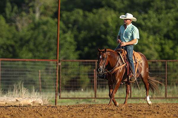 cutting-quarter-horse