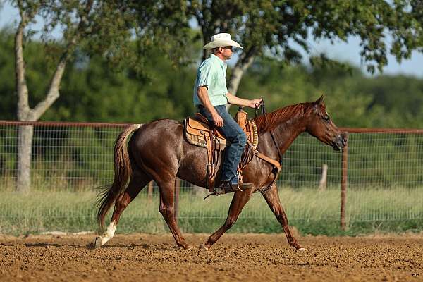 flashy-quarter-horse