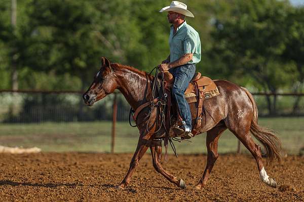 heel-quarter-horse