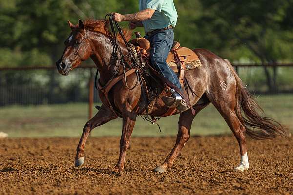 husband-safe-quarter-horse