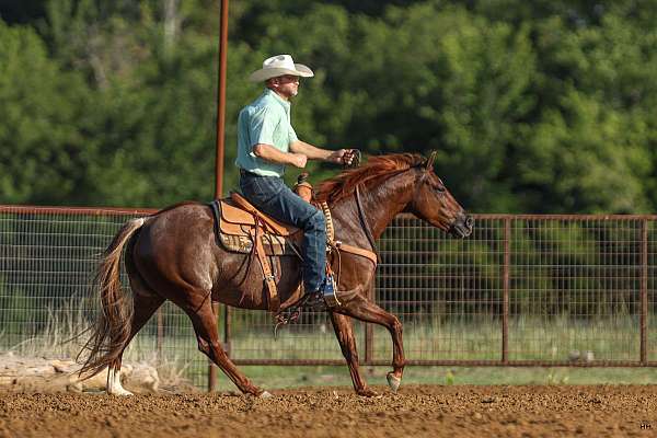 performance-quarter-horse