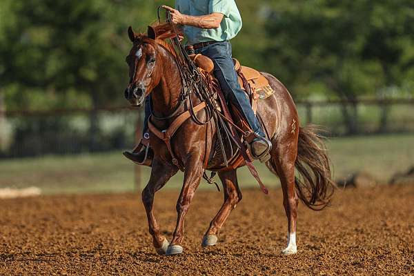 ranch-versatility-quarter-horse