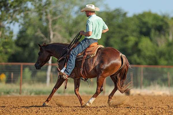 ranch-work-quarter-horse