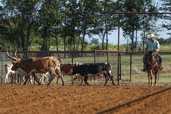 rodeo-quarter-horse