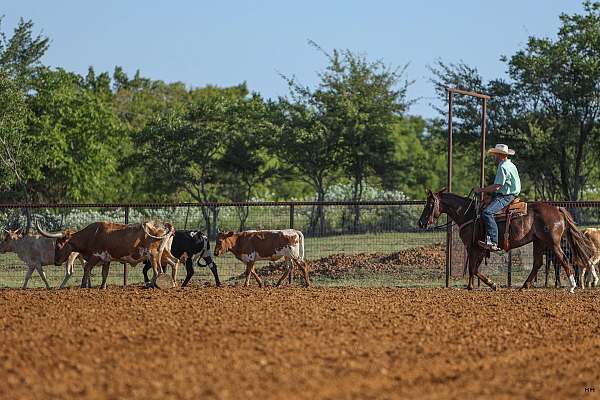 roping-quarter-horse