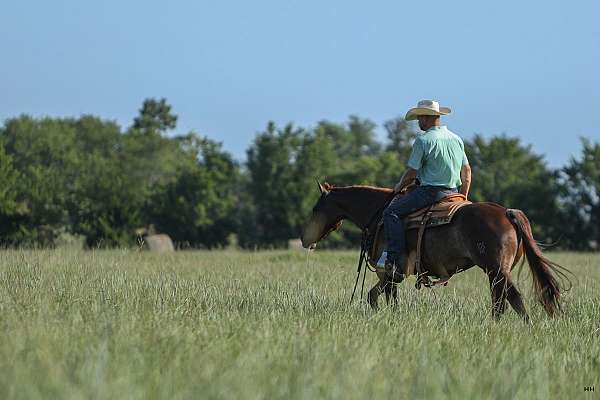 show-quarter-horse