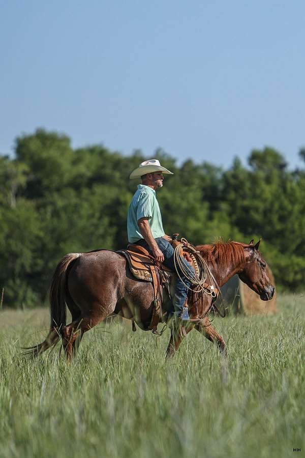 team-penning-quarter-horse