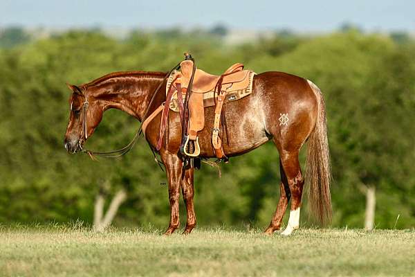 trail-riding-quarter-horse