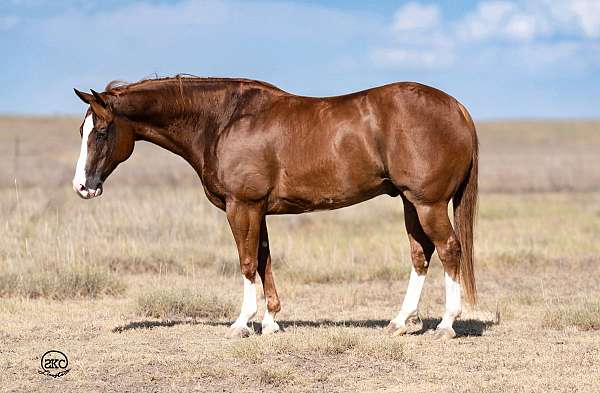 calf-roping-quarter-horse