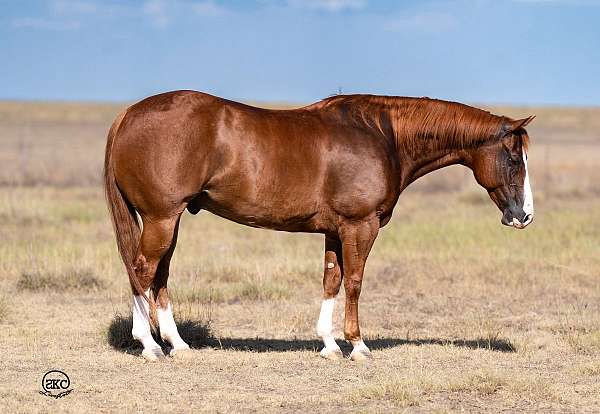 athletic-quarter-horse