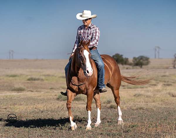 husband-safe-quarter-horse