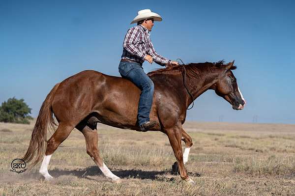 ranch-work-quarter-horse