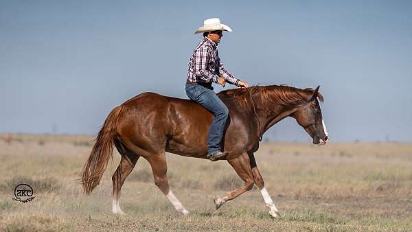 rodeo-quarter-horse