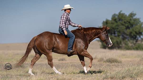 roping-quarter-horse