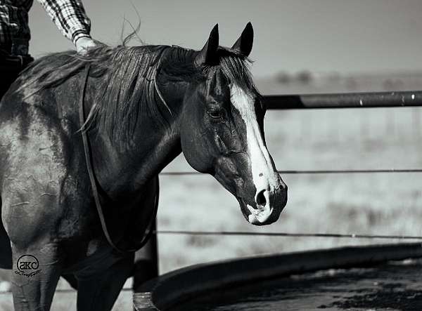 team-penning-quarter-horse