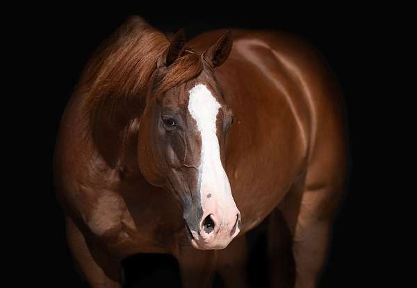 trail-riding-quarter-horse