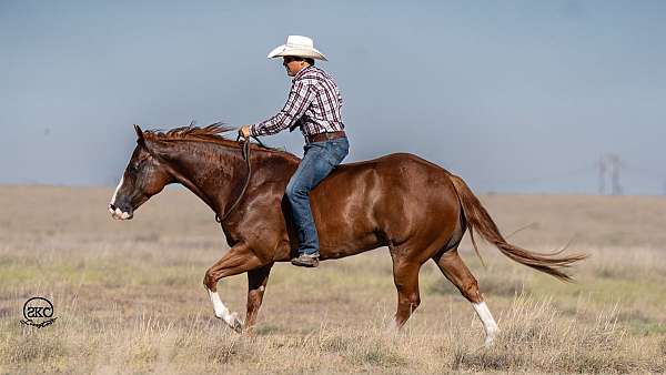 ranch-versatility-quarter-horse