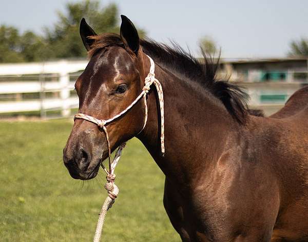 junior-ranch-riding-quarter-horse