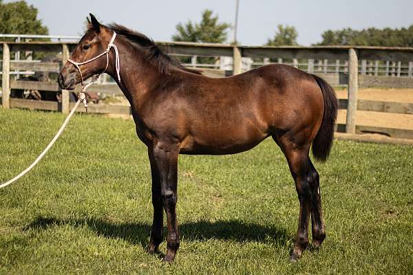 riata-buckle-quarter-horse