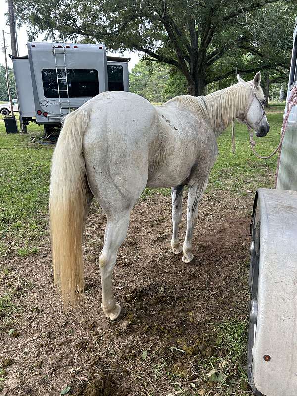 barrel-racing-quarter-horse