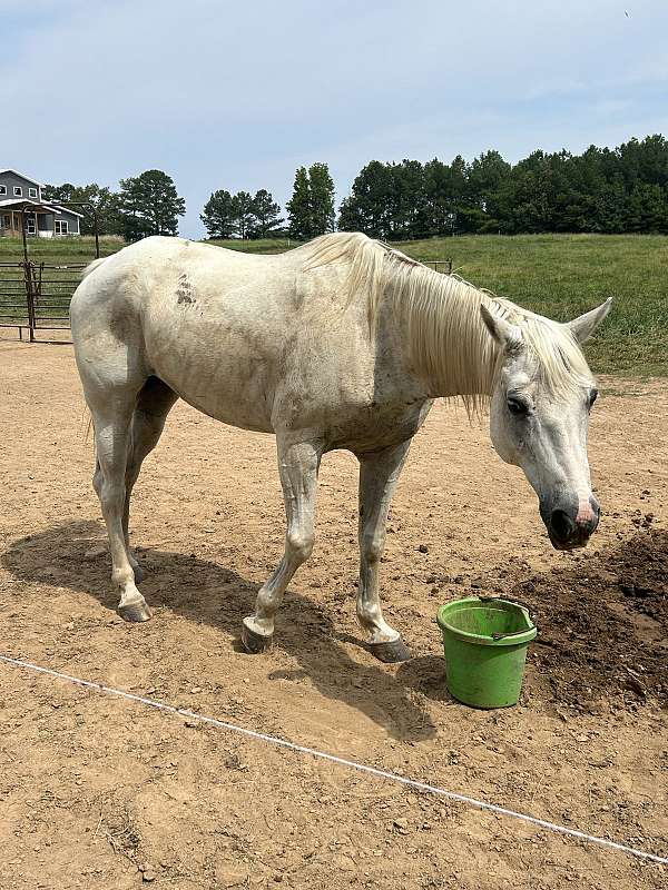 kid-safe-quarter-horse