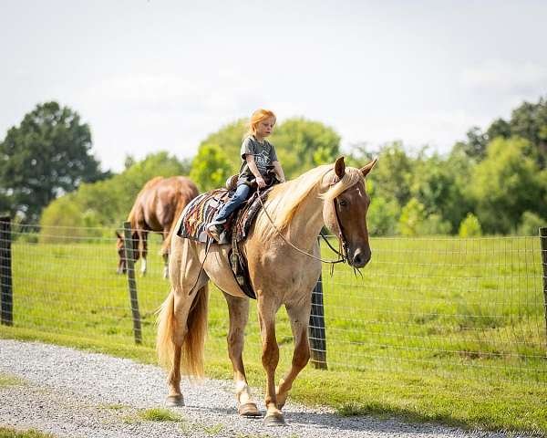 athletic-quarter-horse