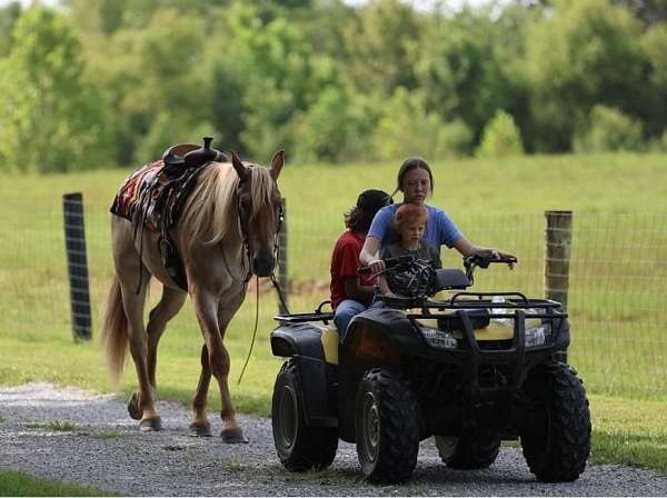 beginner-quarter-horse