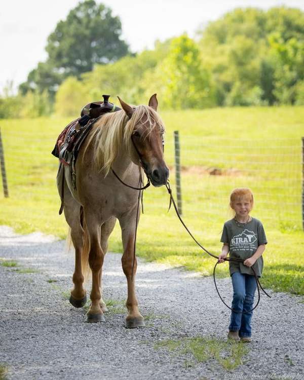 flashy-quarter-horse