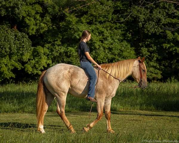 kid-safe-quarter-horse