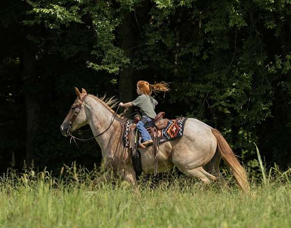 performance-quarter-horse