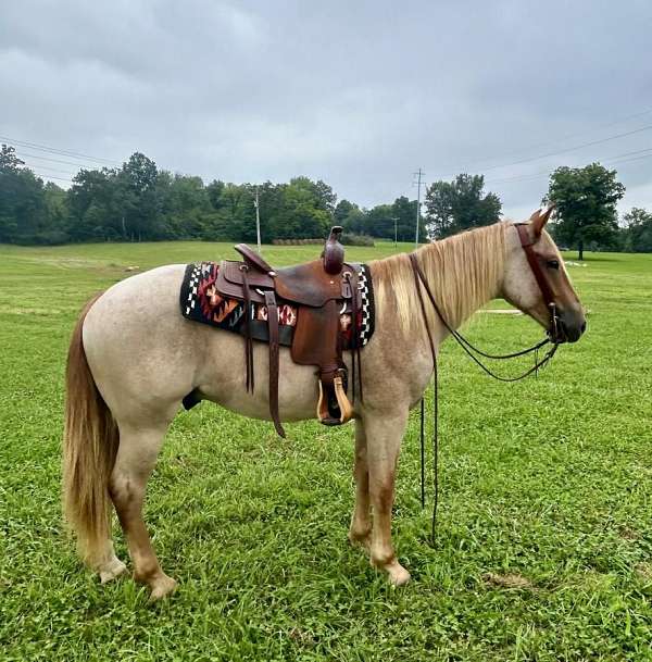 ranch-work-quarter-horse