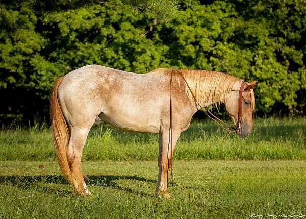 trail-quarter-horse