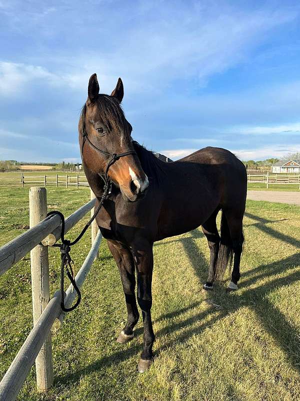 quarter-horse-gelding