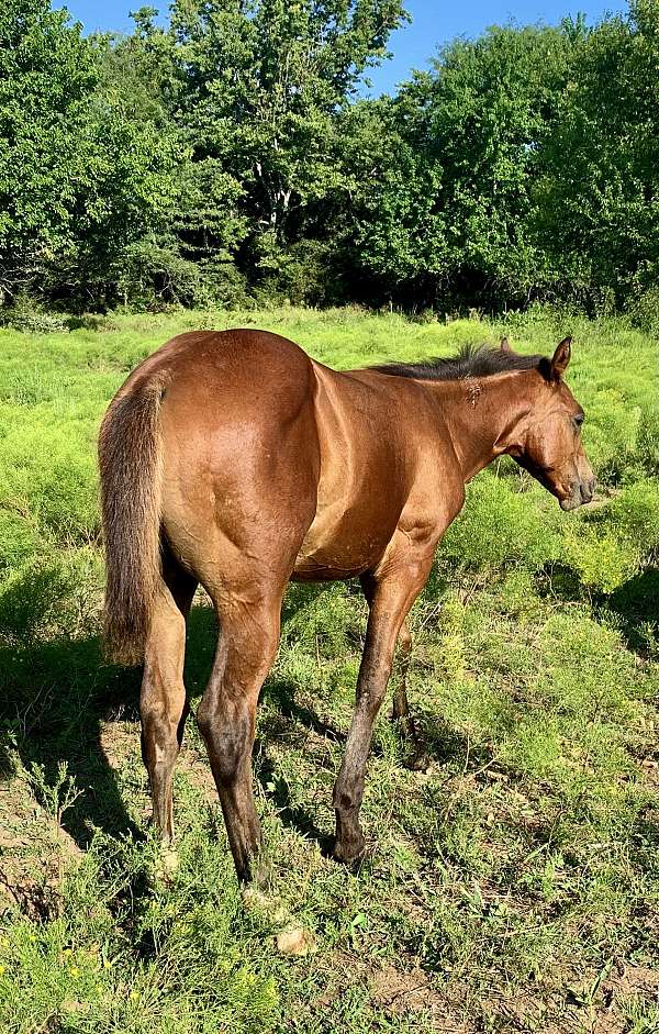 apha-quarter-horse-foal