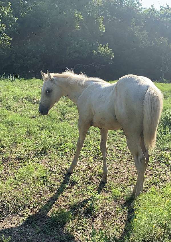 bay-palomino-weanling