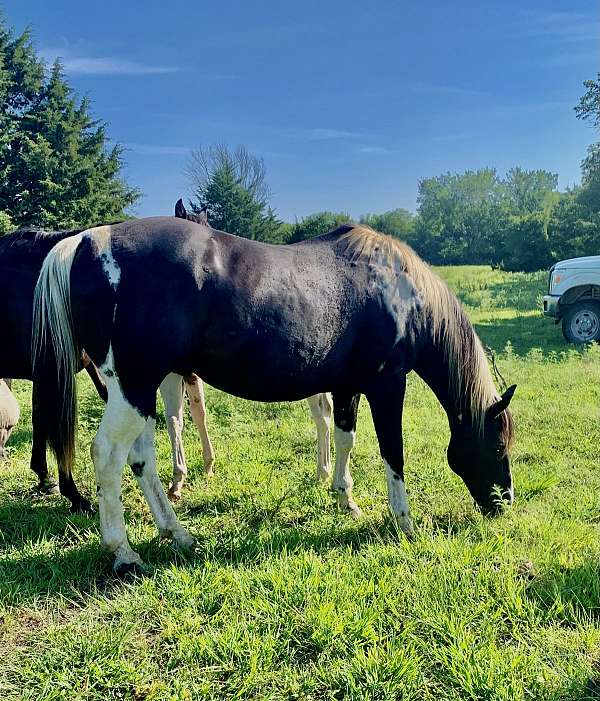 buckskin-apha-aqha-weanling