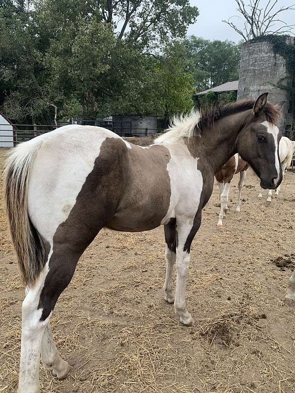 11-hand-quarter-horse-foal