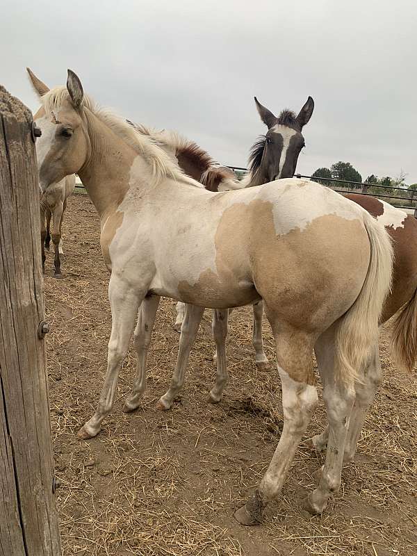 11-hand-foal