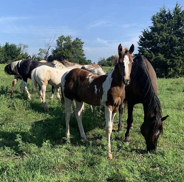 palomino-apha-aqha-filly