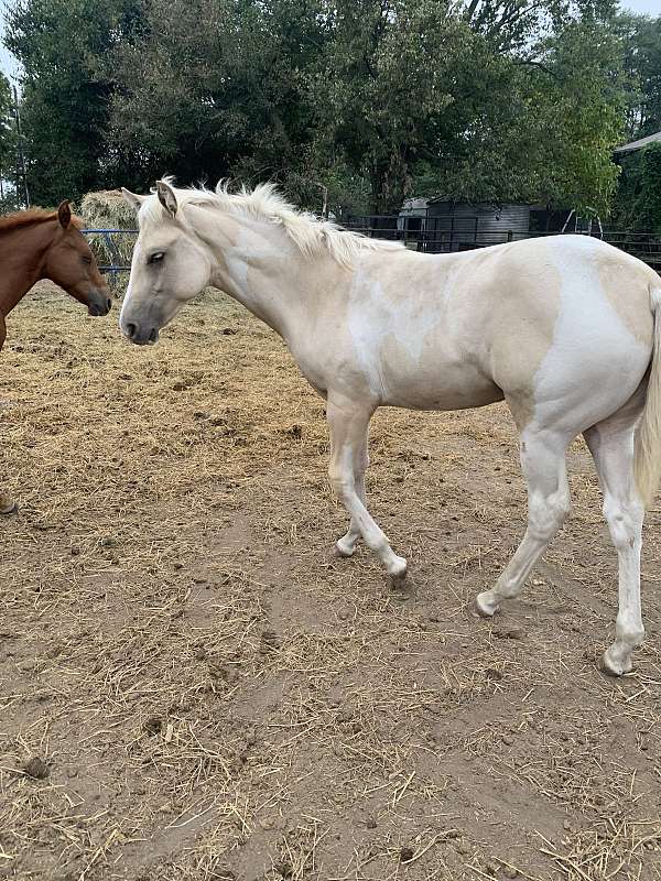 grullo-tobiano-quarter-horse