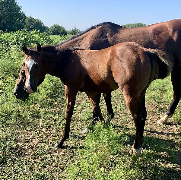 grullo-tobiano-quarter-horse