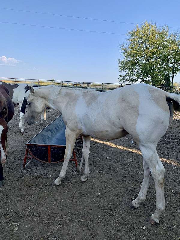 11-hand-foal