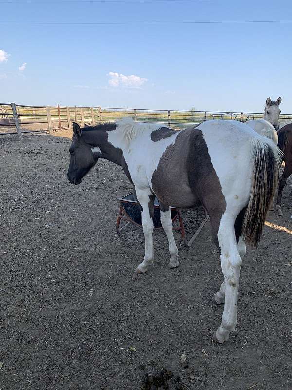 apha-weanlings-horse