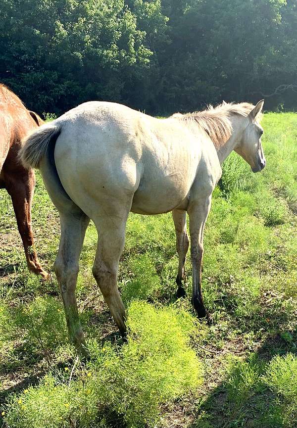 all-foal