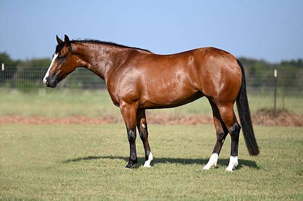 calf-roping-quarter-horse