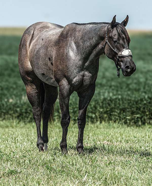 athletic-quarter-horse